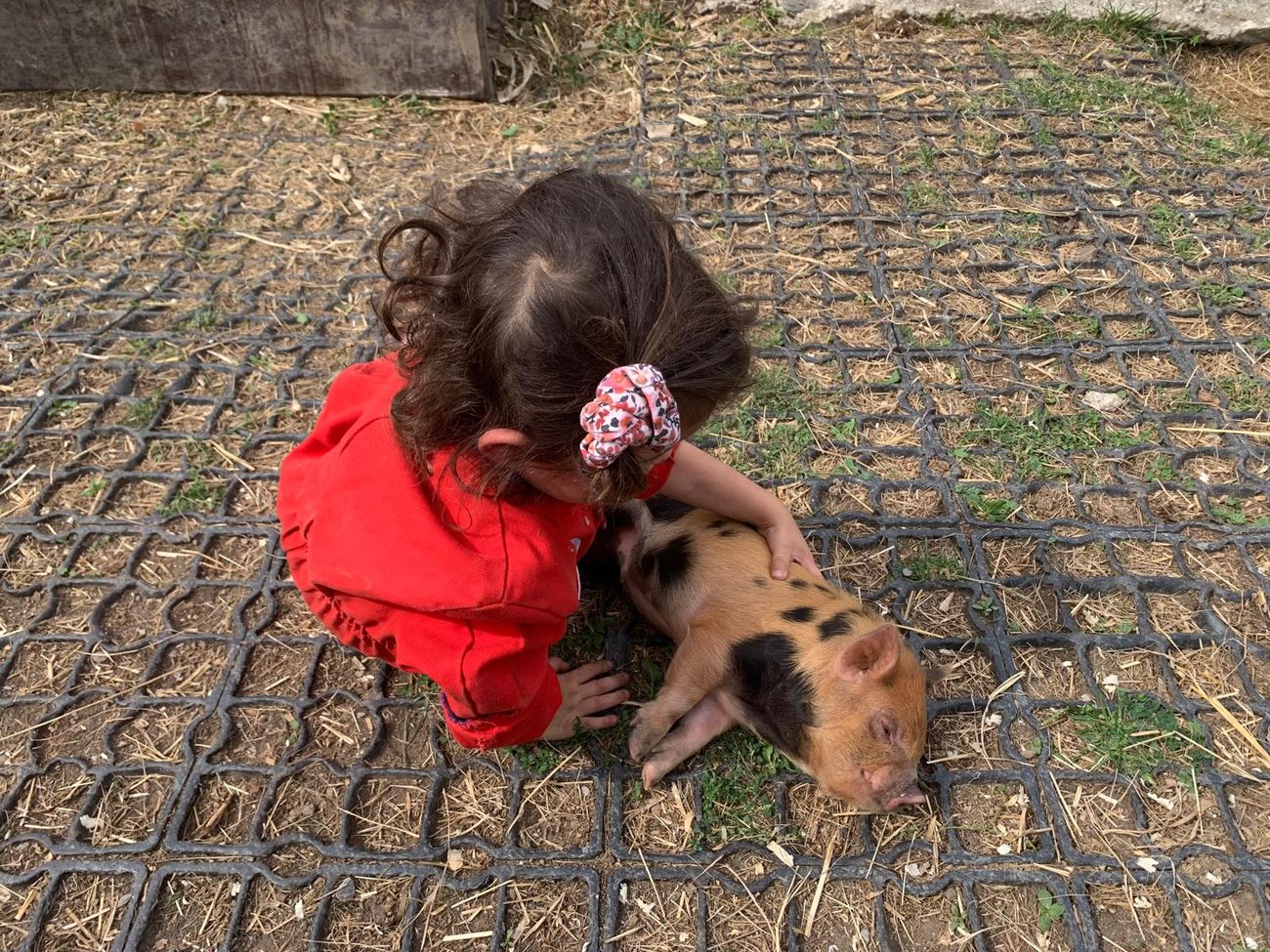 Ein Kind kniet auf dem Hofplatz und streichelt ein Ferkel