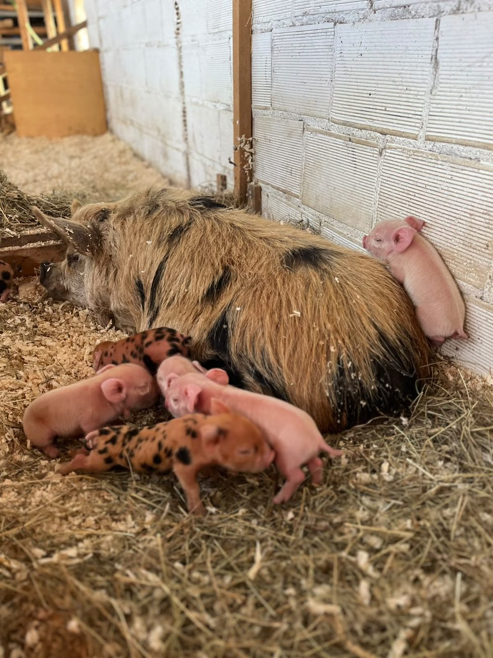 Die Ferkel s&auml;ugen bei Mathilda, von oben gesehen