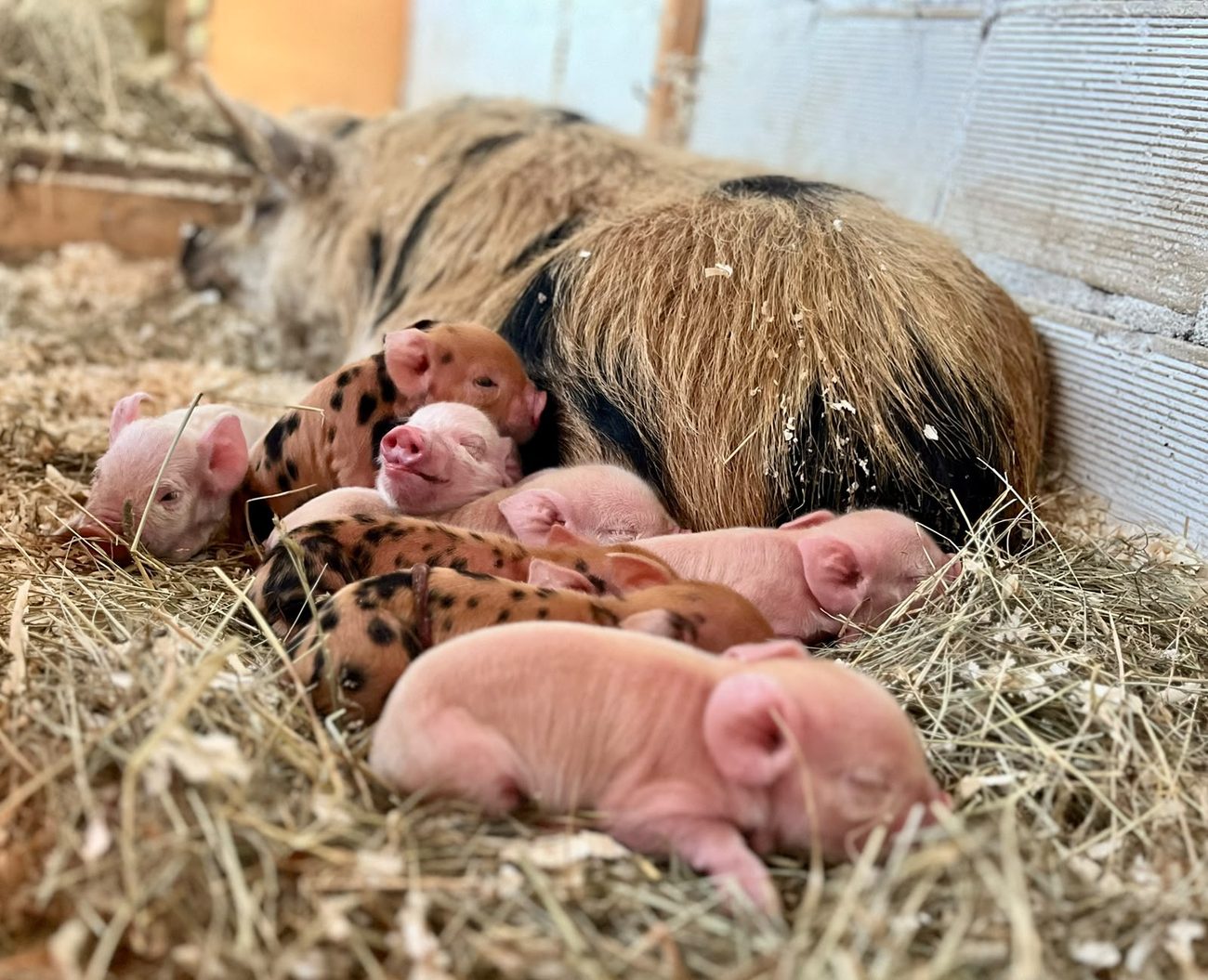 Rosa und gescheckte Ferkel schlafen dicht nebeneinander an der Stallwand