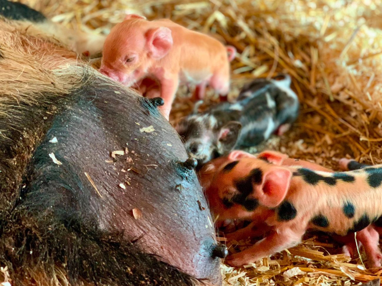 Zwei neugeborene Ferkel an Millis Ges&auml;uge, eines rosa, eines gescheckt