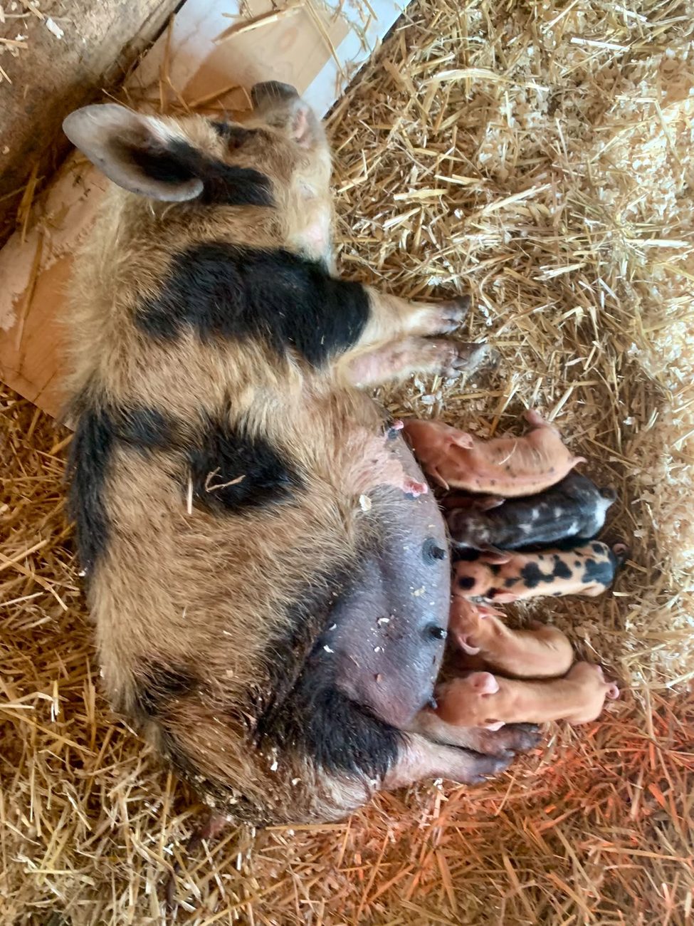 Milli liegt im Stroh, die vier Ferkel s&auml;ugen an ihrem Ges&auml;uge