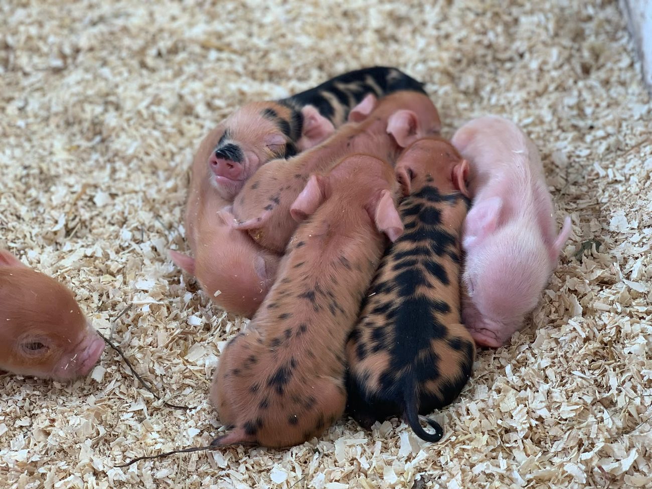 Sechs Ferkel schlafen zu einem Haufen zusammengerollt in den S&auml;gesp&auml;nen