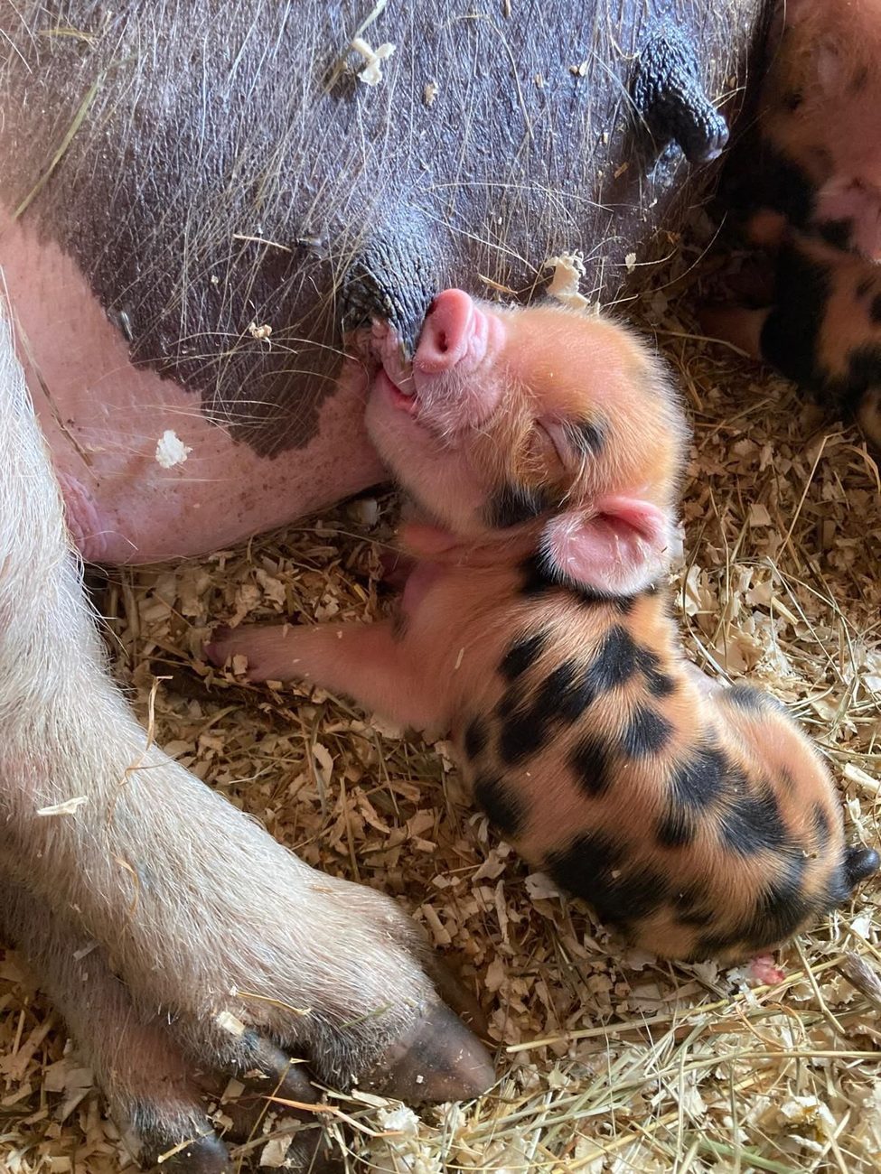Ein geschecktes Ferkel s&auml;ugt mit geschlossenen Augen