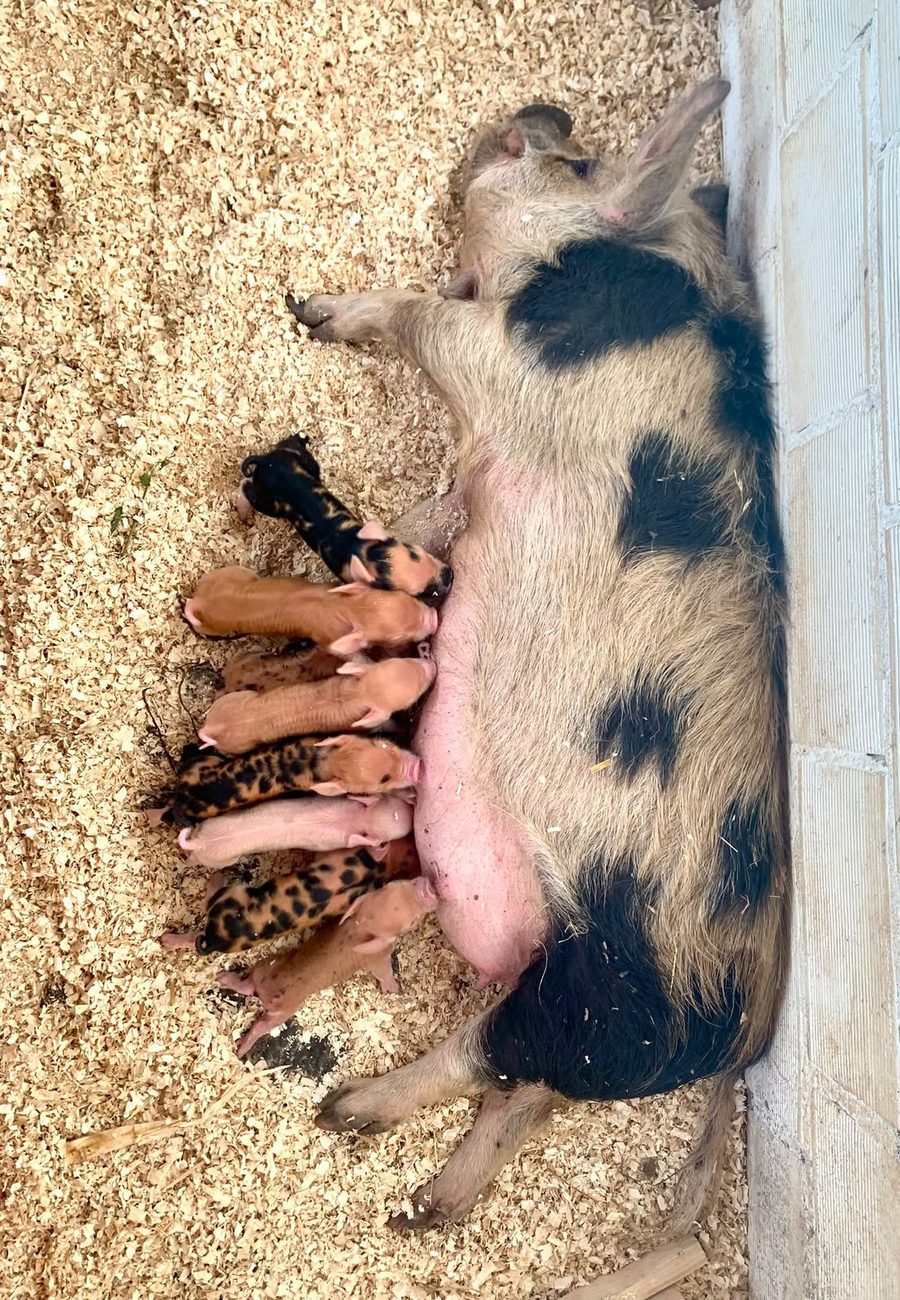Vaiana liegt in den S&auml;gesp&auml;nen, die acht Ferkel s&auml;ugen