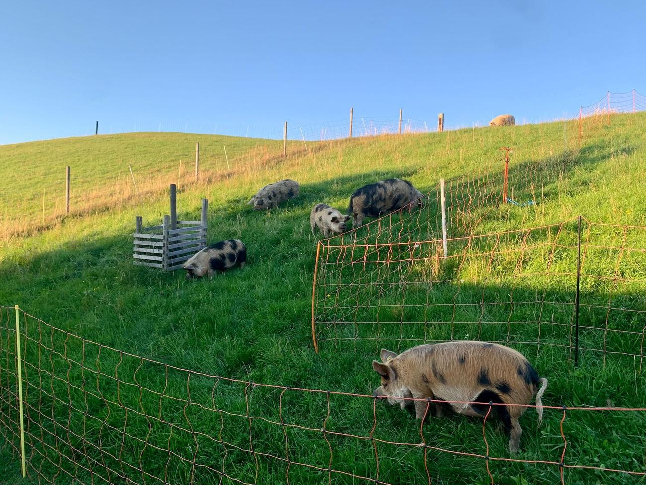 Kune Kune auf einer abgeteilten Hangweide mit orangem Elektronetz und Holzunterstand