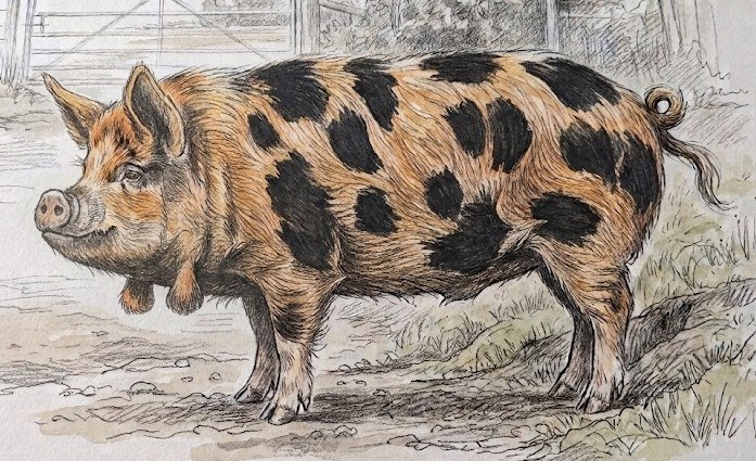 Tuschezeichnung eines gescheckten Kune Kune im Profil vor einem Holztor